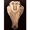 3D-printed fox skull for self-painting (16cm)